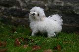 BICHON MALTAIS 168